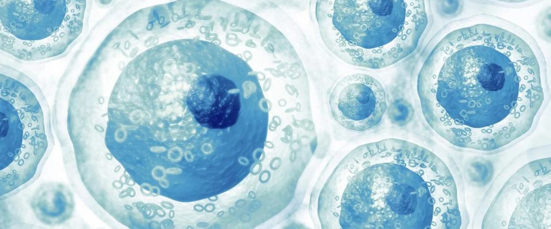 What are the 4 types of stem cell therapy?