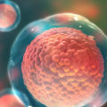 Can stem cells be used to treat human diseases?