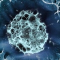 Do stem cells last forever?