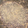 The Complex History of Stem Cell Laws and Policies in the United States