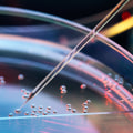The Truth About Stem Cell Research